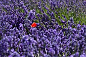 SNOWSHILL LAVENDER FARM