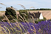 SNOWSHILL LAVENDER FARM