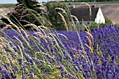 SNOWSHILL LAVENDER FARM