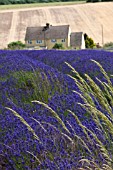 SNOWSHILL LAVENDER FARM