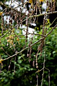 SOPHORA TETEPTERA