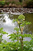 ANGELICA ARCHANGELICA