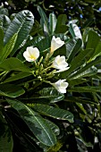 PLUMERIA RUBRA ACUTIFOLIA