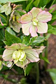 HELLEBORUS ORIENTALIS GOING TO SEED