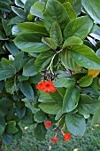 CORDIA SEBESTENA