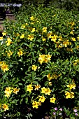 ALLAMANDA SCHOTII