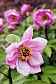 PAEONIA,  PEONIES IN FLOWER