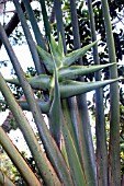 RAVENALA MADAGASCARIENSIS