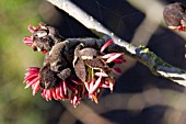 PARROTIA PERSICA