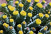 RHODIOLA ROSEA