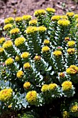 RHODIOLA ROSEA