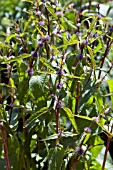 PHLOMIS TUBEROSA AMAZONE