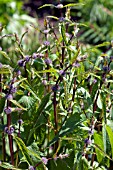 PHLOMIS TUBEROSA AMAZONE