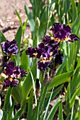 IRIS OBIDIAN