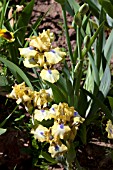 IRIS DANCE GYPSY