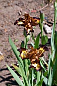 IRIS HOT SPICE