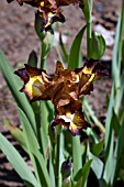 IRIS HOT SPICE