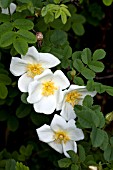 ROSA PIMPINELLIFOLIA GRANDIFLORA