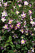 ROSA PIMPINELLIFOLIA GLORY OF EDZELL