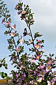 ROSA PIMPINELLIFOLIA GLORY OF EDZELL