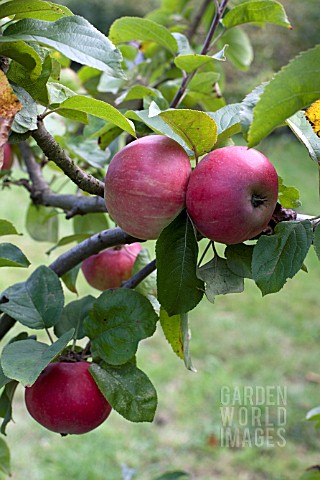 MALUS_DOMESTICA_TOM_PUTT