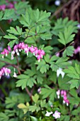 DICENTRA SPECTABILIS