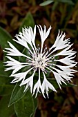 CENTAUREA MONTANTA LADY FLORA HASTINGS