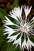 CENTAUREA MONTANTA LADY FLORA HASTINGS