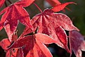 ACER PALMATUM,  JAPANESE MAPLE WITH FROST