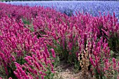 CONFETTI FIELDS, WICK, WORCESTERSHIRE