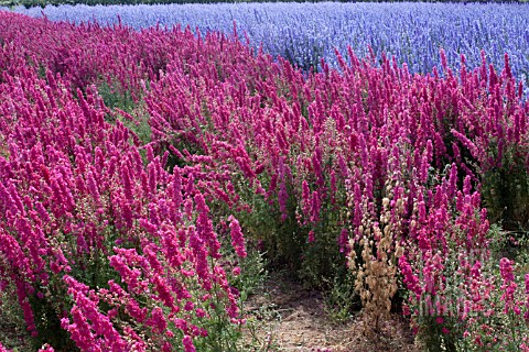 CONFETTI_FIELDS_WICK_WORCESTERSHIRE