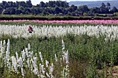 CONFETTI FIELDS, WICK, WORCESTERSHIRE