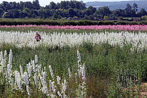 CONFETTI_FIELDS_WICK_WORCESTERSHIRE