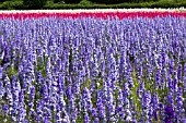 CONFETTI FIELDS, WICK, WORCESTERSHIRE