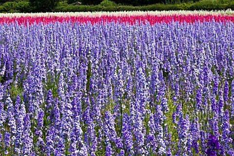 CONFETTI_FIELDS_WICK_WORCESTERSHIRE