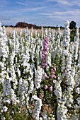 CONFETTI FIELDS, WICK, WORCESTERSHIRE