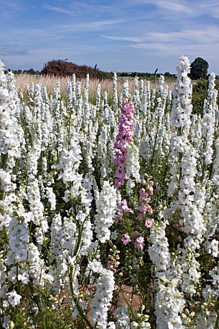 CONFETTI_FIELDS_WICK_WORCESTERSHIRE