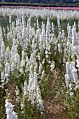 CONFETTI FIELDS, WICK, WORCESTERSHIRE