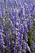 CONFETTI FIELDS, WICK, WORCESTERSHIRE