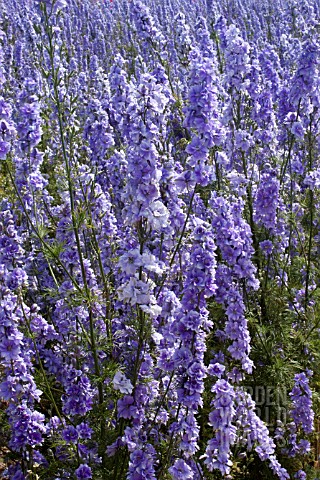 CONFETTI_FIELDS_WICK_WORCESTERSHIRE