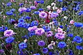 CONFETTI FIELDS, WICK, WORCESTERSHIRE