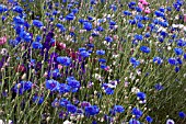 CONFETTI FIELDS, WICK, WORCESTERSHIRE