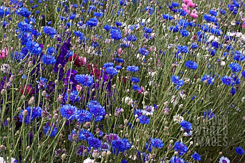 CONFETTI_FIELDS_WICK_WORCESTERSHIRE