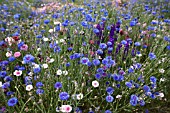 CONFETTI FIELDS, WICK, WORCESTERSHIRE