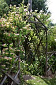 LONICERA ALBERTINE AT ATCH LENCH OPEN GARDENS