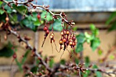 RIBES SPECIOSUM