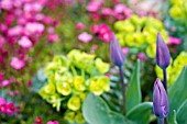 TULIPA IN SPRING ALPINE BORDER DETAIL