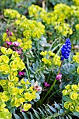 MUSCARI,  EUPHORBIA WITH SAXIFRAGA IN SPRING ALPINE BORDER DETAIL