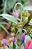 FRITILLARY WITH TULIPA IN SPRING ALPINE BORDER DETAIL