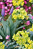 TULIPA AND EUPHORBIA IN SPRING ALPINE BORDER DETAIL